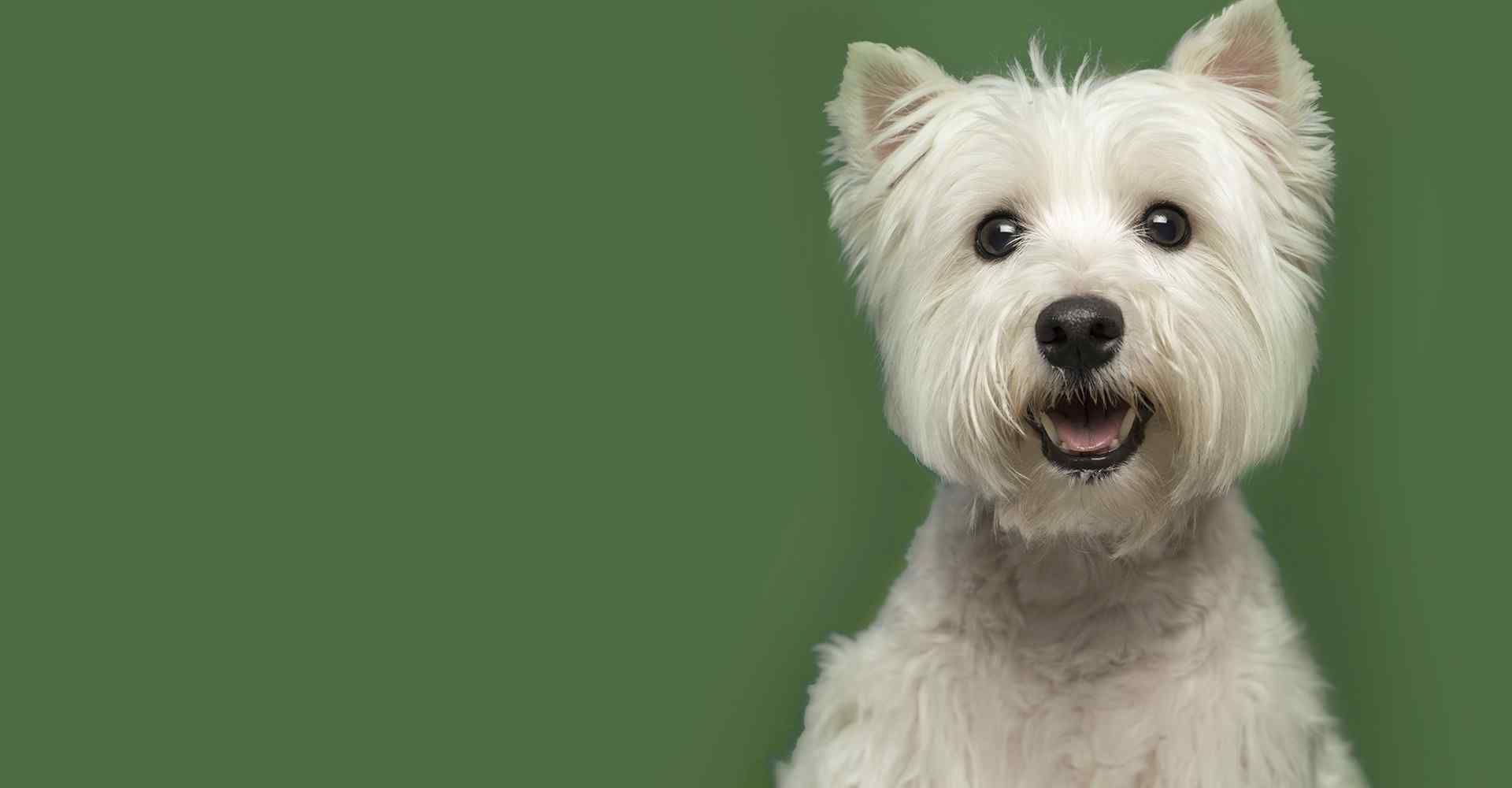 Explore Elyria’s Best DogFriendly Places Top Rated Dog Walking, Dog