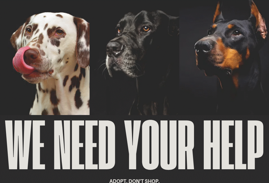 How to Get Involved with Animal Rescues